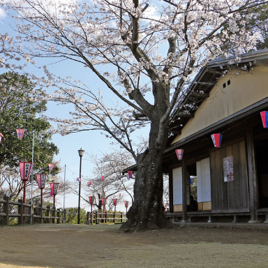 小見川城山公園,桜,香取市