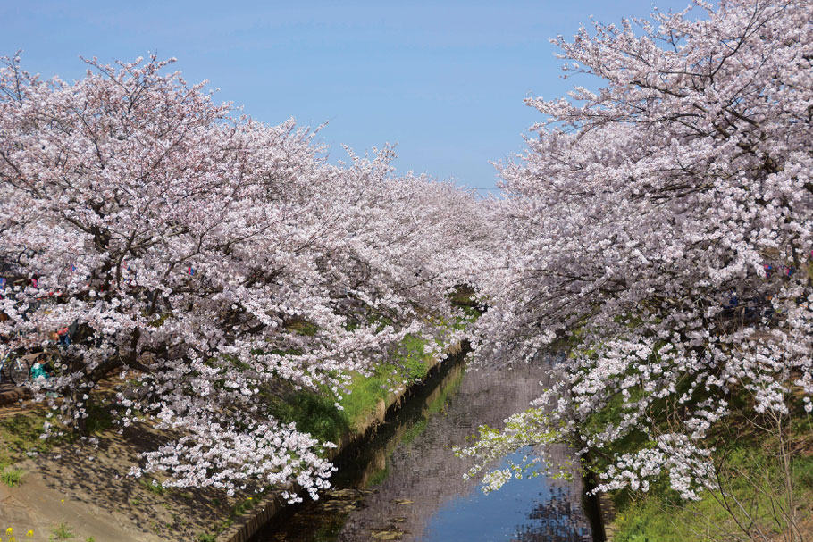 船橋市,海老川,桜のトンネル