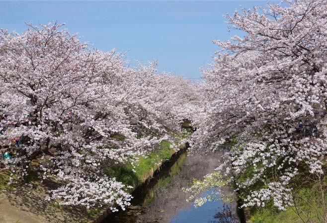 【COOLJAPAN】海老川ジョギングロードの桜