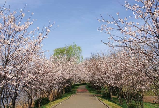 【特集】手賀沼遊歩道の桜並木