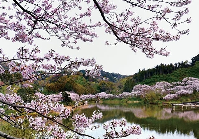 【ドライブプラン】佐久間ダム湖親水公園桜まつりの風景