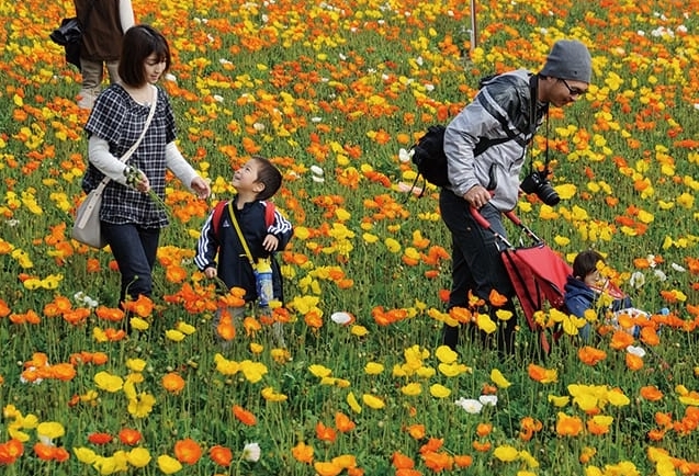 【ドライブプラン】館山ファミリーパークの100万本のポピーが咲き誇る花の楽園風景
