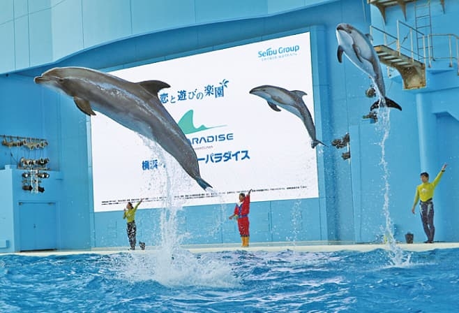 【ドライブプラン】横浜・八景島シーパラダイスの海の動物たちのショー
