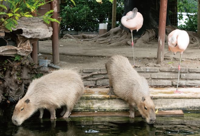 【ドライブプラン】横浜・八景島シーパラダイスの水辺や陸で暮らす動物たちのエリア
