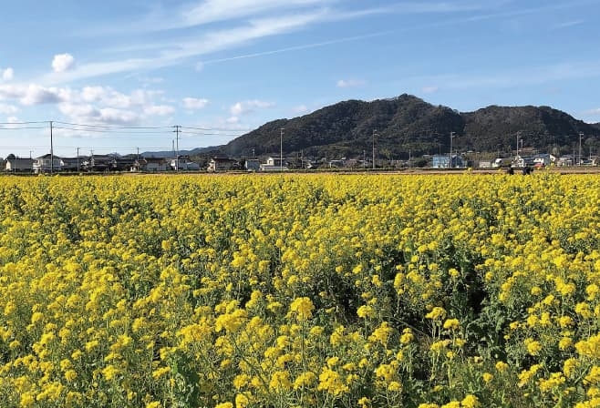 菜な畑ロードの風景