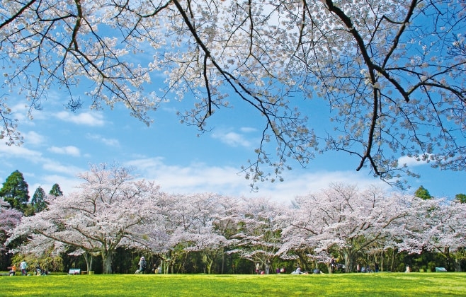 【ドライブプラン】泉自然公園に咲く桜