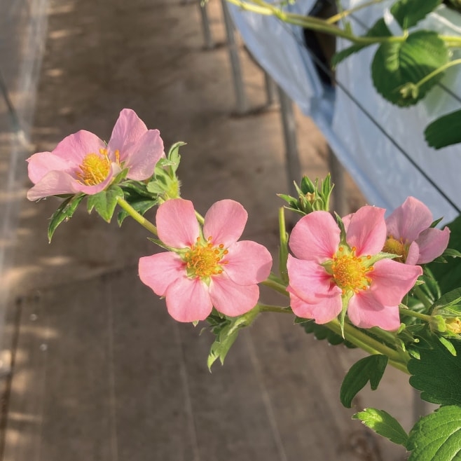 【ドライブプラン】ピンクの花を付ける「桜香」