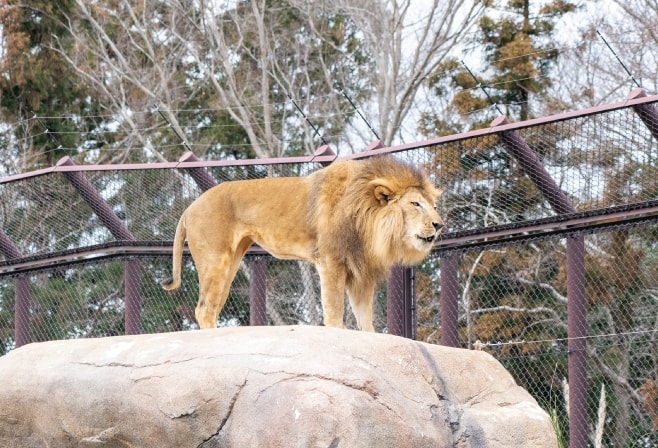 【ドライブプラン】千葉市動物公園のアフリカライオン