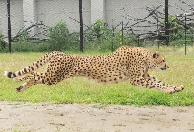 【ドライブプラン】千葉市動物公園のチーター