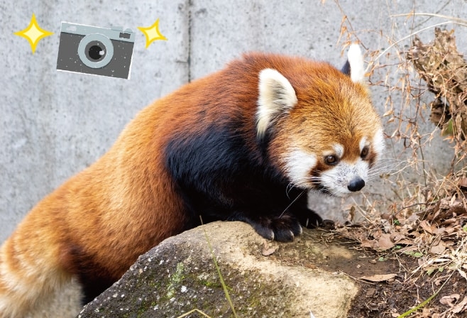 【ドライブプラン】千葉市動物公園のレッサーパンダ