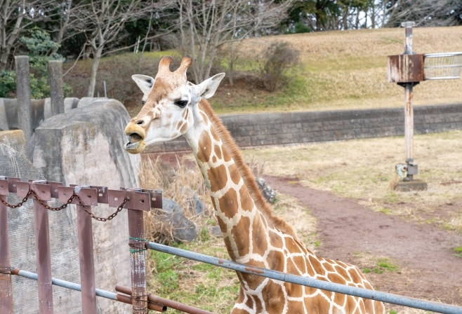 千葉市動物公園のキリン