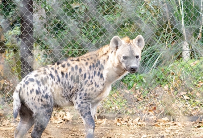 千葉市動物公園のハイエナ