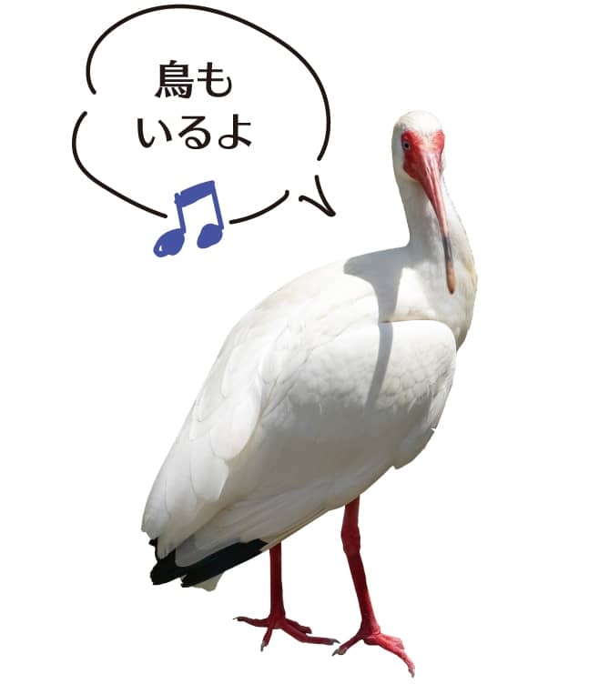 【ドライブプラン】鳥もいるよ