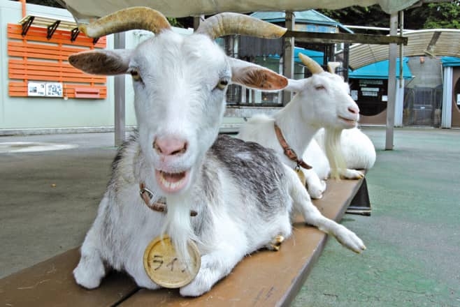 市川市動植物園内でくつろぐヤギ