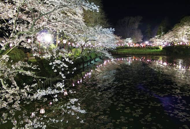 【ドライブプラン】泉自然公園に咲く桜