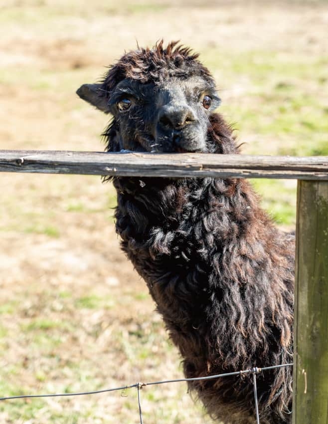 【ドライブプラン】のびのびと暮らしている動物たち