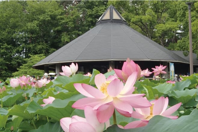 【COOLJAPAN】蓮華亭（千葉公園）