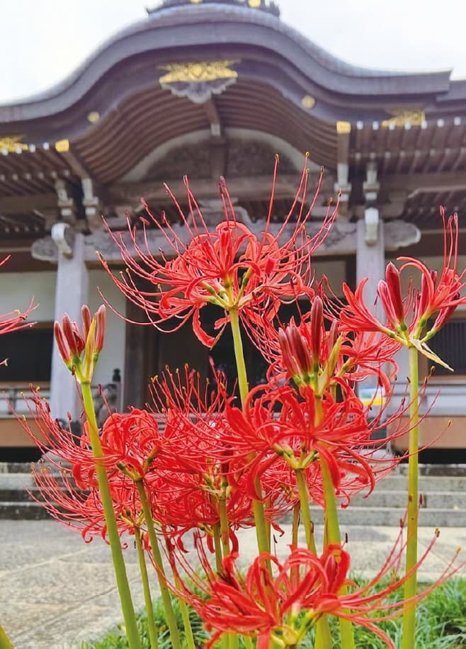 【歴史散歩】安樂山 誓光院 観音寺