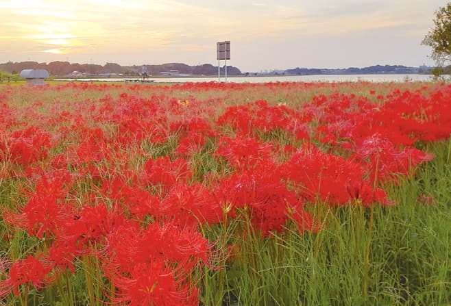 【歴史散歩】千葉県立 手賀沼自然ふれあい緑道