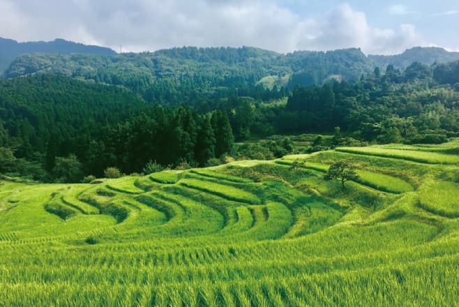 【ドライブプラン】大山千枚田（風景）