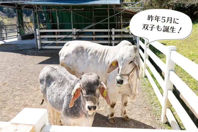 千葉県酪農のさと（珍しい白牛）