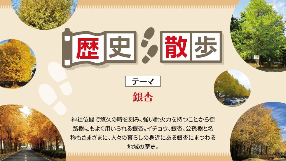 歴史散歩-銀杏