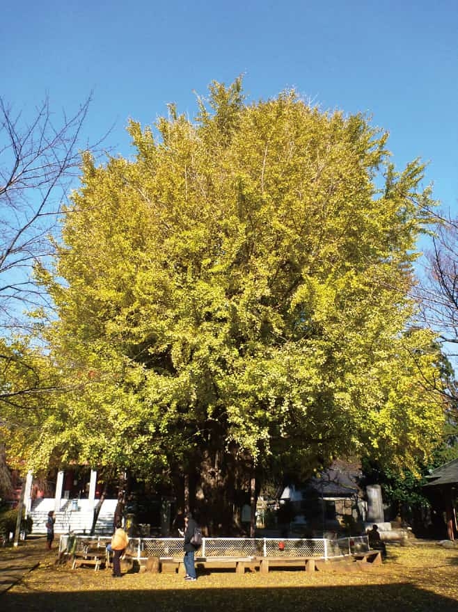 【歴史散歩】千葉寺ノ公孫樹