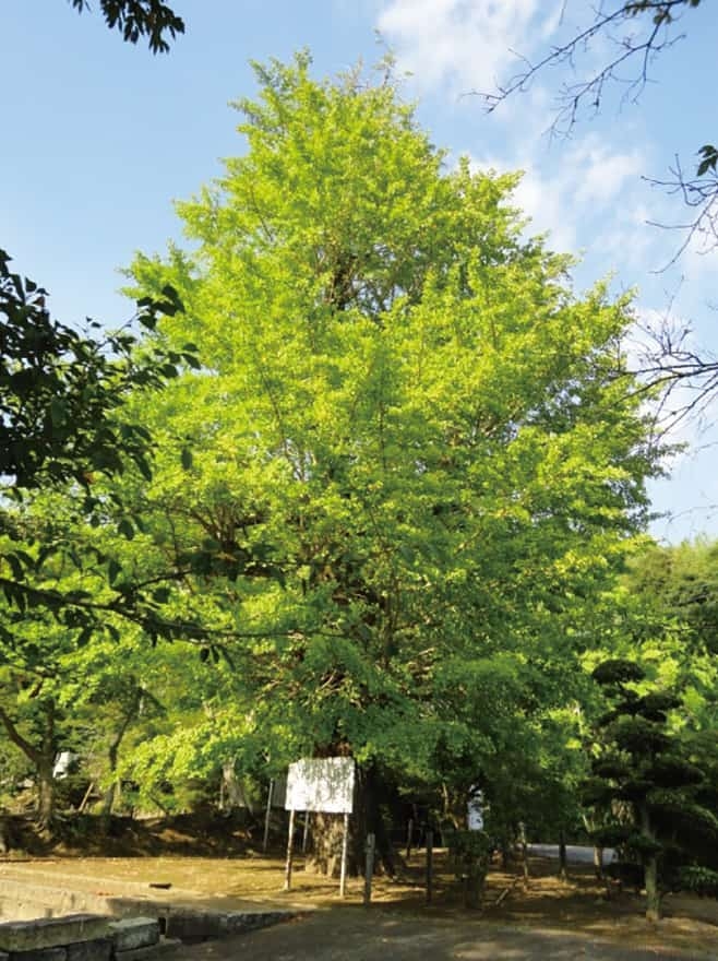 【歴史散歩】蓮福寺の大公孫樹