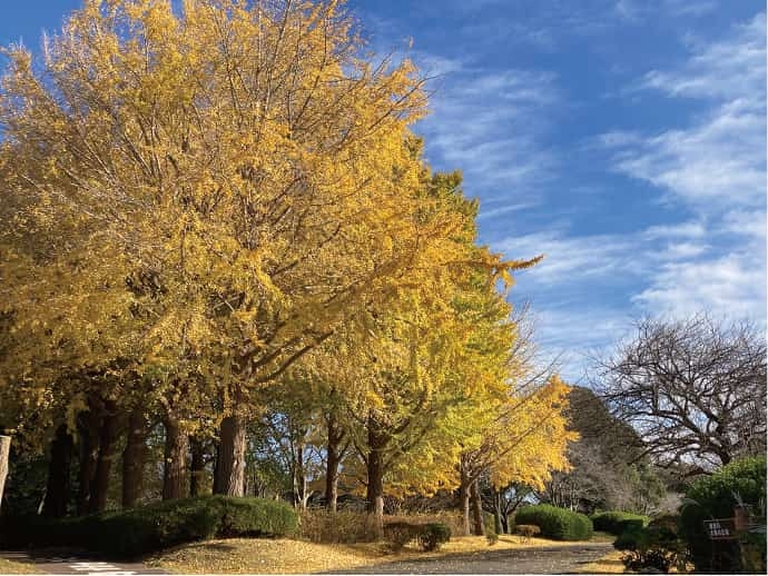 【歴史散歩】昭和の森の銀杏