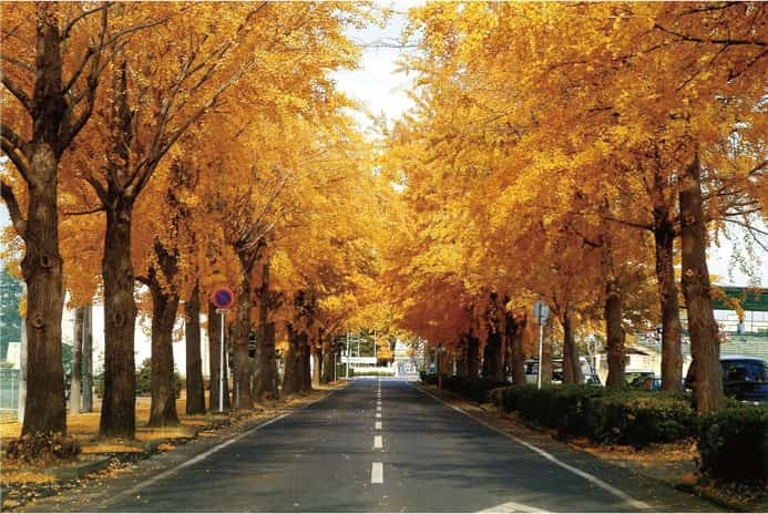 【歴史散歩】富士見公園横の銀杏並木