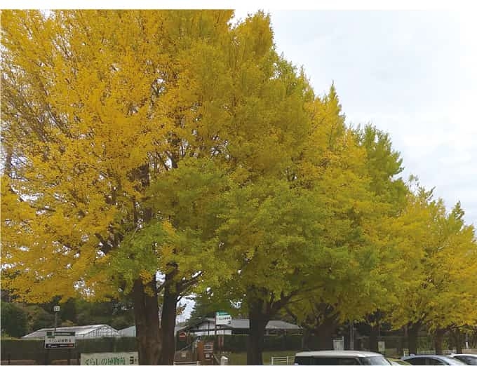 【歴史散歩】佐倉城址公園の銀杏並木