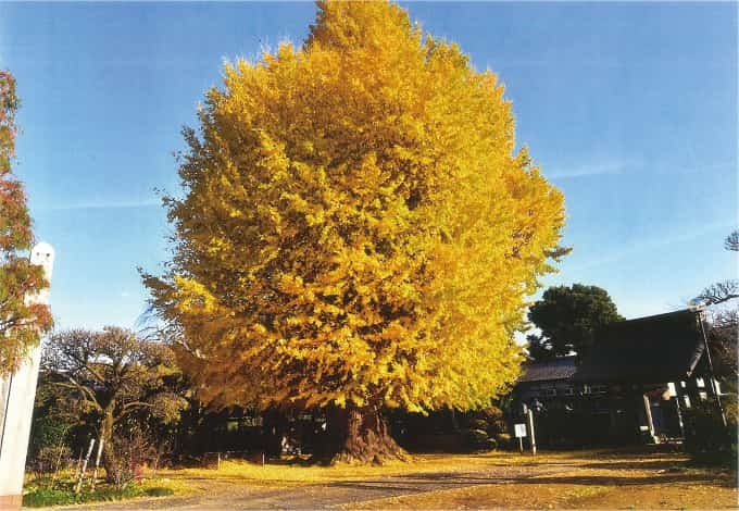 【歴史散歩】坂戸西福寺のイチョウ