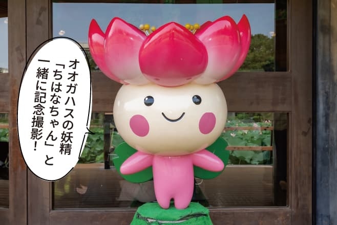 【ドライブプラン】千葉公園のオオガハスの妖精