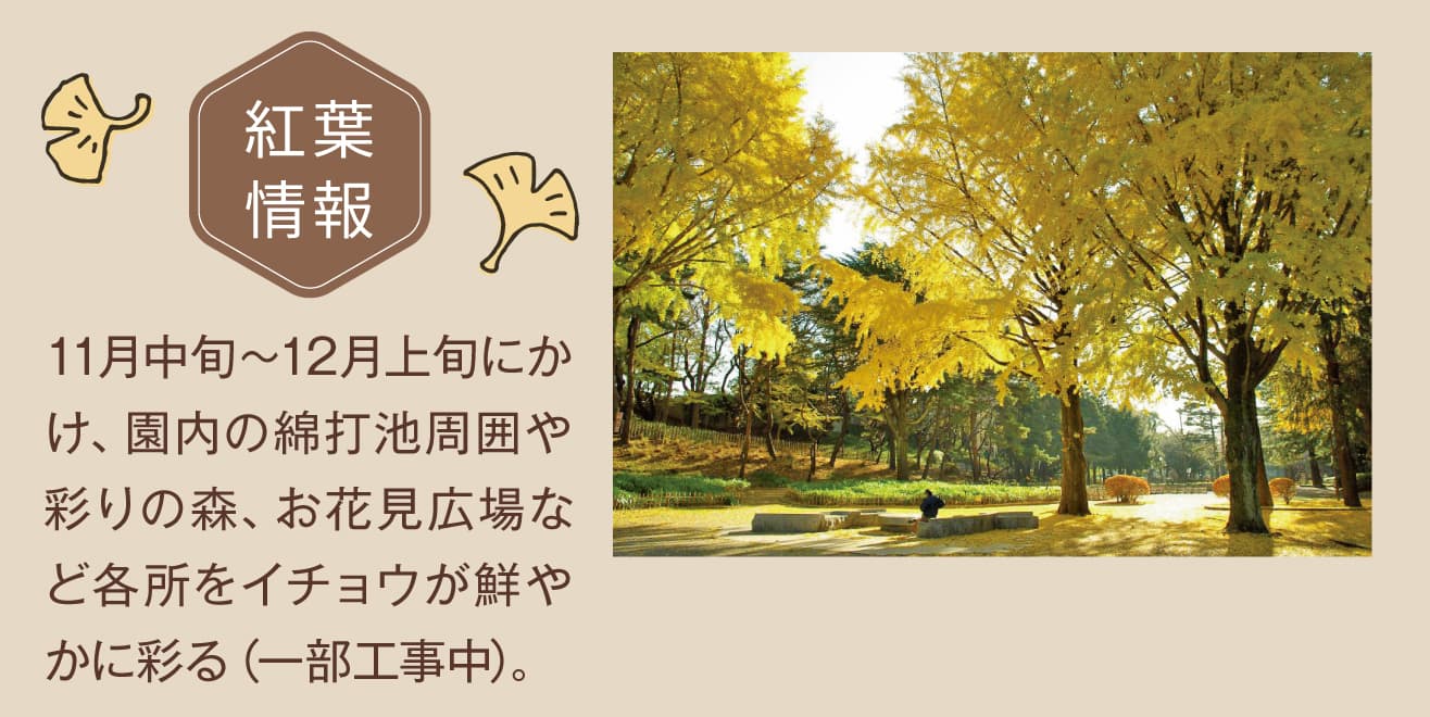 【ドライブプラン】千葉公園の紅葉情報