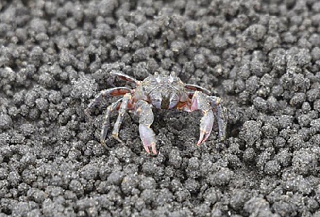 【COOLJAPAN】ふなばし三番瀬 干潟