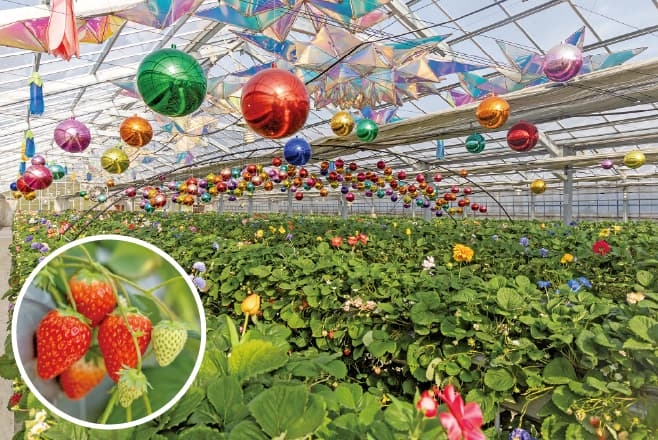 【ドライブプラン】京成バラ園 いちご畑