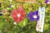 トヨタカローラ千葉C.C.RoadNo.98のCOOLJAPANページ