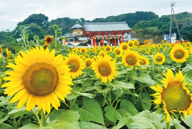 【ドライブプラン】満願寺 見ごろを迎えたひまわり畑